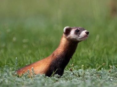 Romanya 'nın doğal habitatı Dobrogea' da Steppe gelincikleri (Mustela eversmanii)