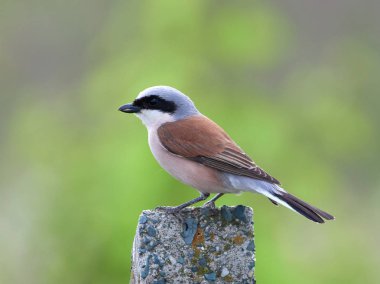 Daha az Grey örümcek kuşu (Lanius minor) doğal ortamlarında