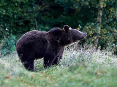 Avrasya kahverengi ayısı (Ursus arctos arctos), Avrupa kahverengi ayısı olarak da bilinir.
