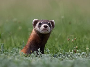 Romanya 'nın doğal habitatı Dobrogea' da Steppe gelincikleri (Mustela eversmanii)