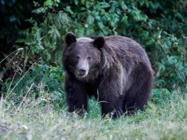 Avrasya kahverengi ayısı (Ursus arctos arctos), Avrupa kahverengi ayısı olarak da bilinir.