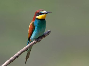 doğal yaşam alanı olarak Avrupa arı kuşugiller (arı kuşu apiaster)