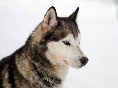 Sibirya Husky köpek portre Kışın açık