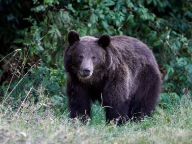 Avrasya kahverengi ayısı (Ursus arctos arctos), Avrupa kahverengi ayısı olarak da bilinir.