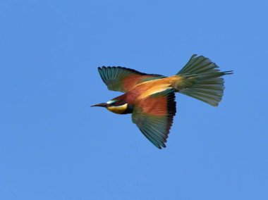 doğal yaşam alanı olarak Avrupa arı kuşugiller (arı kuşu apiaster)