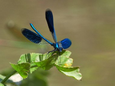 Yusufçuk (coleopteres splendens yaz aylarında açık)