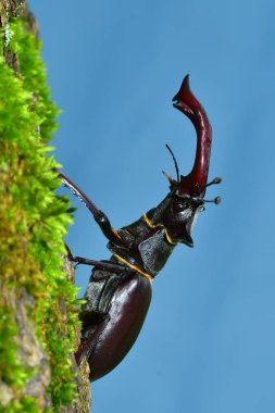 Doğal orman ortamlarında Stag Beetle (Lucanus cervus)