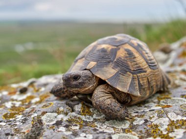 Doğal ortamında mahmuzlanmış kaplumbağa (Testudo graeca).