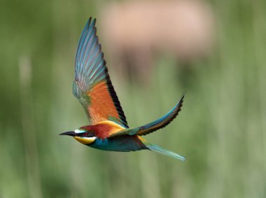 doğal yaşam alanı olarak Avrupa arı kuşugiller (arı kuşu apiaster)