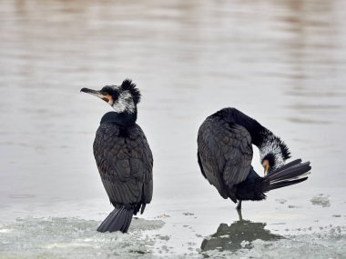doğal yaşam alanı içinde siyah karabatak (phalacrocorax carbo)
