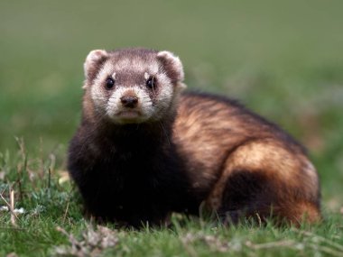 Romanya 'nın doğal habitatı Dobrogea' da Steppe gelincikleri (Mustela eversmanii)