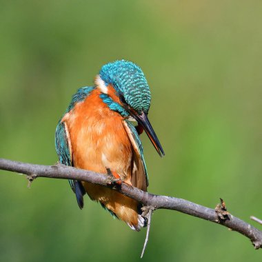 doğal yaşam alanı arası Kingfisher (alcedo şuna)