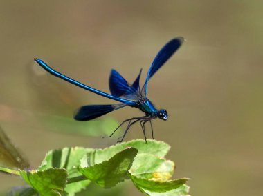Yusufçuk (coleopteres splendens yaz aylarında açık)