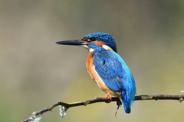 doğal yaşam alanı arası Kingfisher (alcedo şuna)
