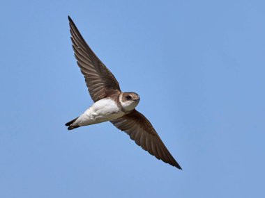 Kum martin (Riparia riparia) uçuşta çekilen