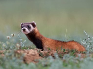 Romanya 'nın doğal habitatı Dobrogea' da Steppe gelincikleri (Mustela eversmanii)