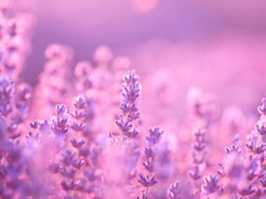 lavanta çiçekleri yaz alanında