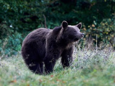 Avrasya kahverengi ayısı (Ursus arctos arctos), Avrupa kahverengi ayısı olarak da bilinir.