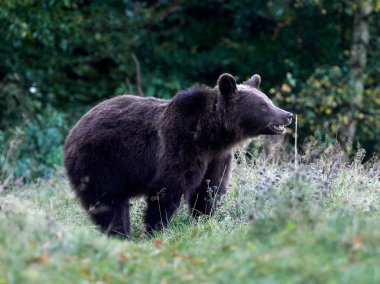 Avrasya kahverengi ayısı (Ursus arctos arctos), Avrupa kahverengi ayısı olarak da bilinir.