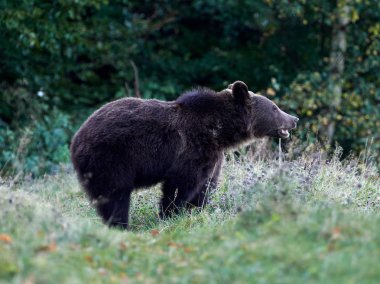 Avrasya kahverengi ayısı (Ursus arctos arctos), Avrupa kahverengi ayısı olarak da bilinir.