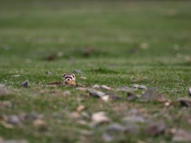 Bozkır çakal ya da maskeli polecatcarrying onun hayvanın avı (Mustela eversmanii) doğal ortamlarında Dobrogea, Romanya