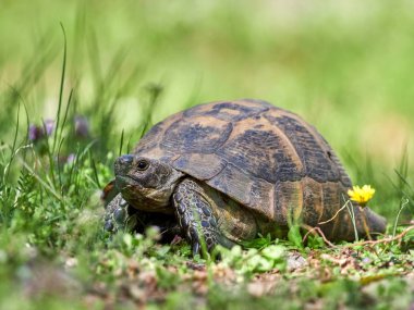 Doğal ortamında mahmuzlanmış kaplumbağa (Testudo graeca).