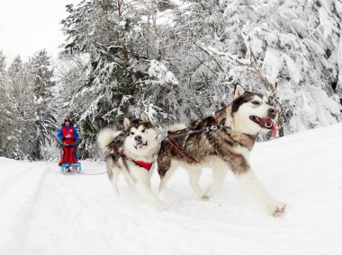 Tusnad, Romanya - 30 Ocak: tanımlanamayan adam yarış köpek kızağı yarışmaya katılan. Üzerinde 30 Ocak 2017 Tusnad, Romanya