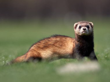 Romanya 'nın doğal habitatı Dobrogea' da Steppe gelincikleri (Mustela eversmanii)
