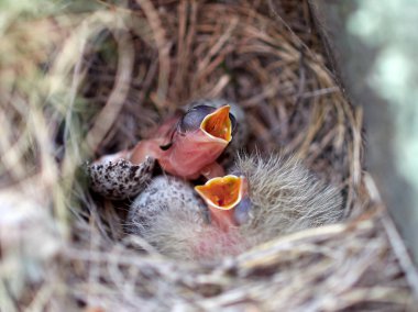 bahar içinde belgili tanımlık yuva kuş civciv