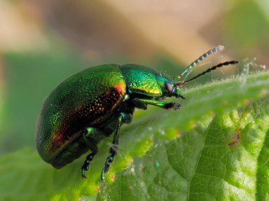 yaprak (cryptocephalus sericeus renkli böcek)