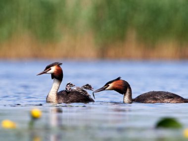 (podiceps cristatus gölde piliçle büyük batağan)