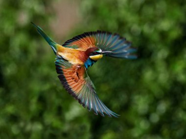 doğal yaşam alanı olarak Avrupa arı kuşugiller (arı kuşu apiaster)