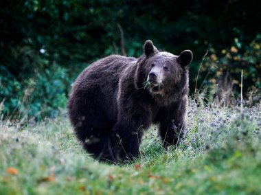 Avrasya kahverengi ayısı (Ursus arctos arctos), Avrupa kahverengi ayısı olarak da bilinir.