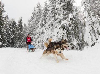 Tusnad, Romanya - 30 Ocak: tanımlanamayan adam yarış köpek kızağı yarışmaya katılan. Üzerinde 30 Ocak 2017 Tusnad, Romanya