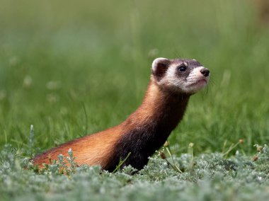 Romanya 'nın doğal habitatı Dobrogea' da Steppe gelincikleri (Mustela eversmanii)