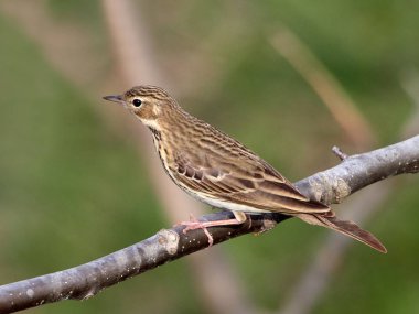 Ağaç incir kuşu Anthus trivialis dal-
