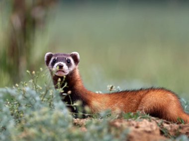 Romanya 'nın doğal habitatı Dobrogea' da Steppe gelincikleri (Mustela eversmanii)