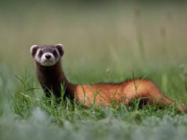 Romanya 'nın doğal habitatı Dobrogea' da Steppe gelincikleri (Mustela eversmanii)
