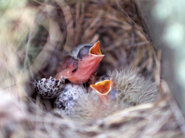 bahar içinde belgili tanımlık yuva kuş civciv