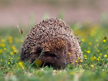 Avrupa kirpisi (Erinaceus europaeus) doğal ortamında