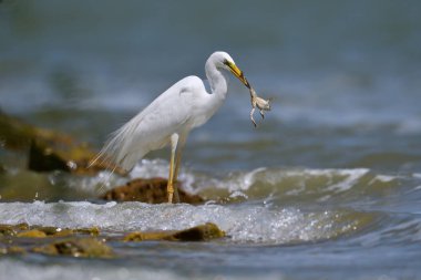 balıkçılık büyük beyaz ak balıkçıl (ardea alba)