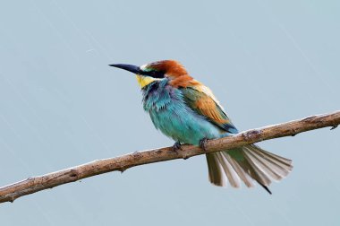 Yağmurlu gün doğal ortamlarında Avrupa arı kuşugiller (arı kuşu Apiaster)