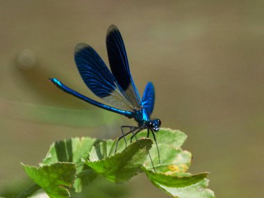 Yusufçuk (coleopteres splendens yaz aylarında açık)