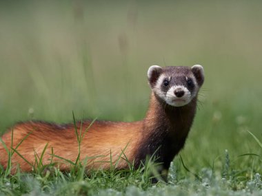 Romanya 'nın doğal habitatı Dobrogea' da Steppe gelincikleri (Mustela eversmanii)
