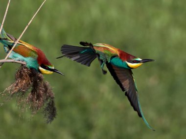 doğal yaşam alanı olarak Avrupa arı kuşugiller (arı kuşu apiaster)