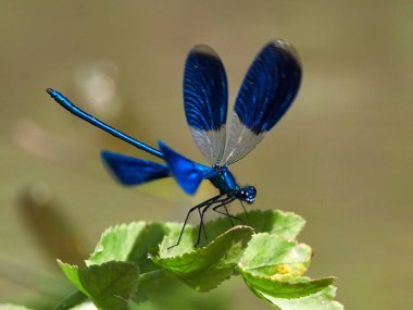 Yusufçuk (coleopteres splendens yaz aylarında açık)