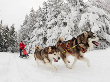 Tusnad, Romanya - 30 Ocak: tanımlanamayan adam yarış köpek kızağı yarışmaya katılan. Üzerinde 30 Ocak 2017 Tusnad, Romanya