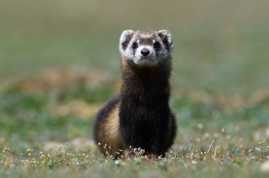 Bozkır sansar veya doğal ortamlarında (Mustela eversmanii maskeli sansar)
