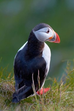 uçurum (fratercula arctica şirin martı ayakta)