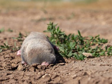 doğal yaşam alanı daha az kör fare (nannospalax leucodon)